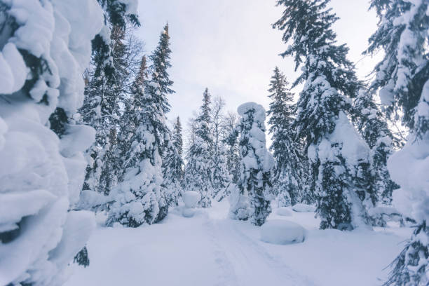 istock Winter forest landscape. Komi republic 1203393288