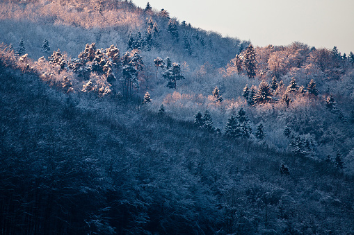 Snowcapped trees at sunrise in winter.