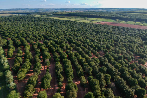 istock Aerial shot over a macadamia plantation in Brazil 1203396366