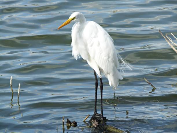 istock Great Egret (Ardea alba) - in a Florida lake 1203396449
