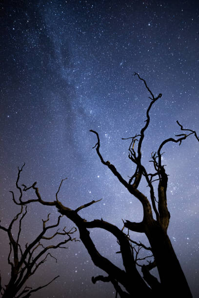 istock Twisted spooky dead trees and The Milky Way 1203396733