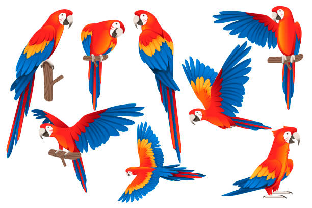 set von erwachsenen papagei von rot-grünen ara ara (ara chloropterus) cartoon vogel design flache vektor-illustration isoliert auf weißem hintergrund - papagei stock-grafiken, -clipart, -cartoons und -symbole