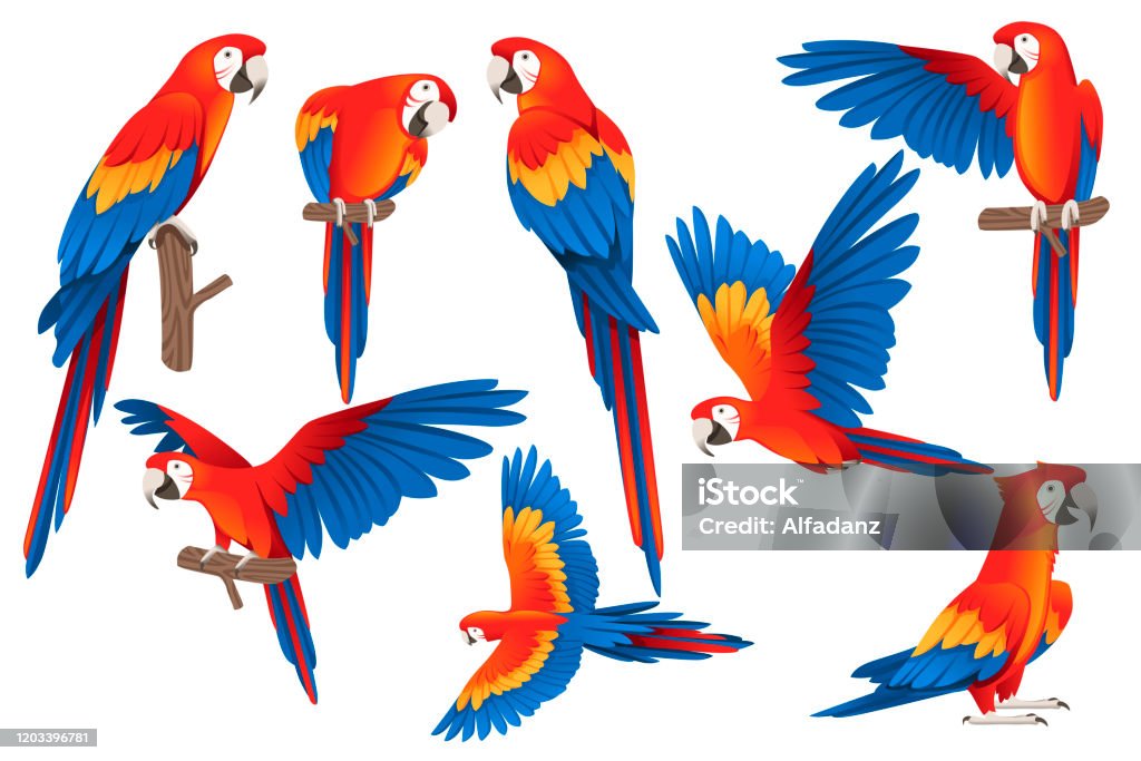 Set of adult parrot of red-and-green macaw Ara (Ara chloropterus) cartoon bird design flat vector illustration isolated on white background Set of adult parrot of red-and-green macaw Ara (Ara chloropterus) cartoon bird design flat vector illustration isolated on white background. Parrot stock vector