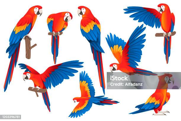 Set Of Adult Parrot Of Redandgreen Macaw Ara Cartoon Bird Design Flat Vector Illustration Isolated On White Background Stock Illustration - Download Image Now