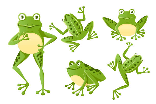 illustrations, cliparts, dessins animés et icônes de ensemble de grenouille verte de sourire mignon s'asseyant sur l'illustration plate de vecteur plat de conception de dessin de dessin de dessin de dessin de sol d'isolement sur le fond blanc - bullfrog frog amphibian wildlife