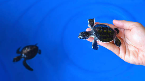 Man holding a newborn Baby Olive Ridley sea turtle Man holding a newborn Baby Olive Ridley sea turtle pacific ridley turtle stock pictures, royalty-free photos & images