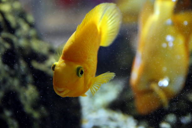 istock fish in the aquarium 1203397878