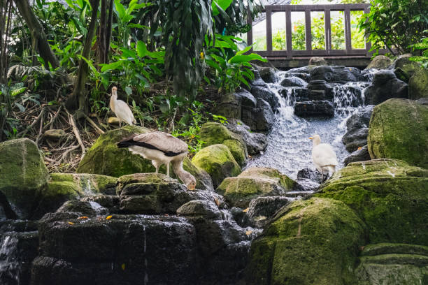 Dove and waterfall