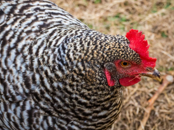 istock Plymouth Rock free range chicken 1203398962