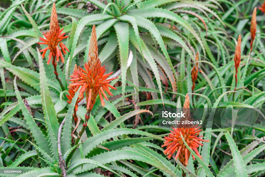 Cogollos En Floración Del Aloe Vera Aloe En Flor Flor De Aloe Foto de stock  y más banco de imágenes de Áloe - iStock