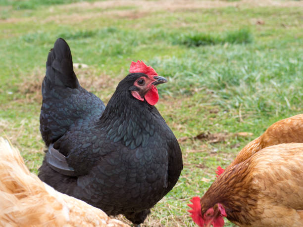 istock Free range Plymouth Rock hen with other chickens foraging 1203399057