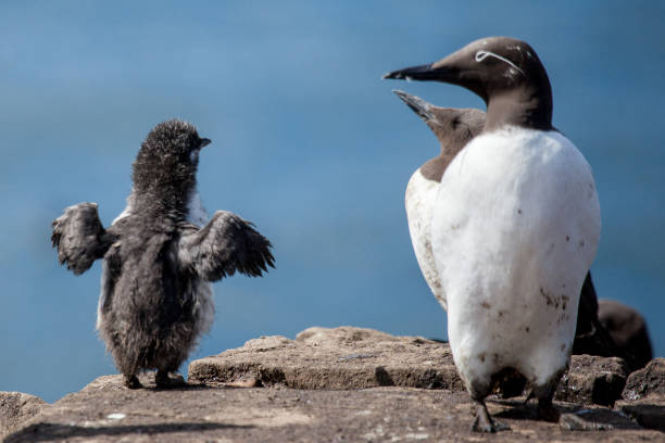 A Guillemot wild sea bird parent and young chick on The Farne Islands, a wildlife nature reserve off the Northumberland coast.