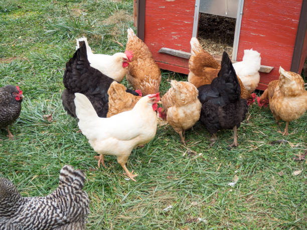 istock Brood of free range chickens foraging 1203399711