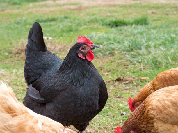 istock Brood of free range chickens foraging 1203399809