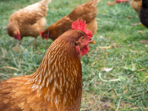 istock Brood of free range chickens foraging 1203399821
