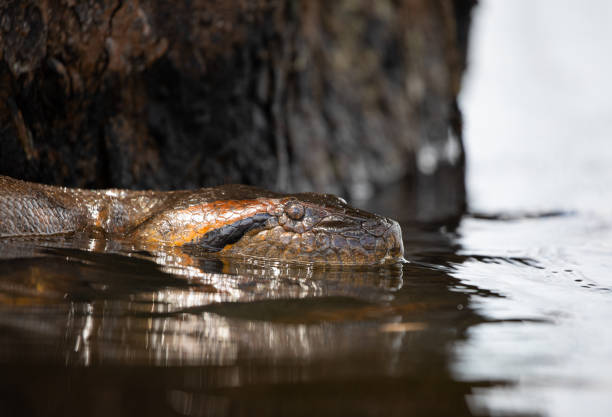 anaconda headshot auf der laguna grande, cuyabeno wildlife reserve sucumbios ecuador - anakonda stock-fotos und bilder