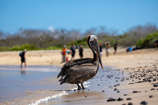 Galapagos Brown Pelican in a Galapagos Beach Floreana Island
