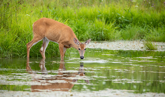 Deer on a pound drinking water