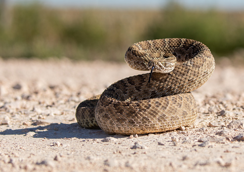 A  young sidewinder rattlesnake lie coiled up in garden mulch during the summer in Palm Springs, California.  Its rattle is clearly visible in the image.