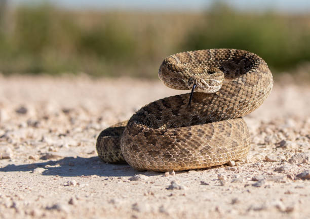 Curled Up Rattlesnake ready to attack if needed, Texas Curled Up Rattlesnake ready to attack if needed, Texas desert snake stock pictures, royalty-free photos & images