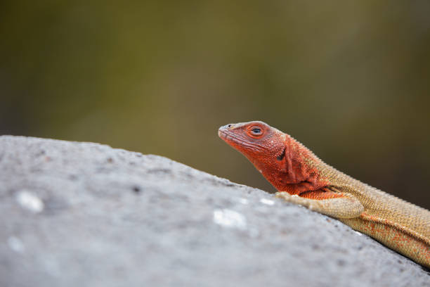 istock Female Lava Lizard resting on a rock in Galapagos Islands 1203400175
