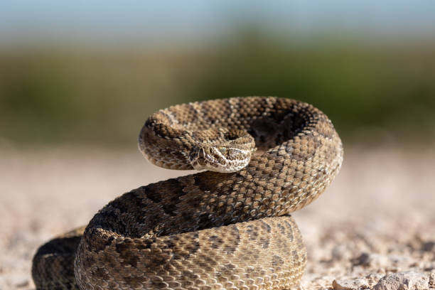 istock Curled Up Rattlesnake ready to attack if needed, Texas 1203400192