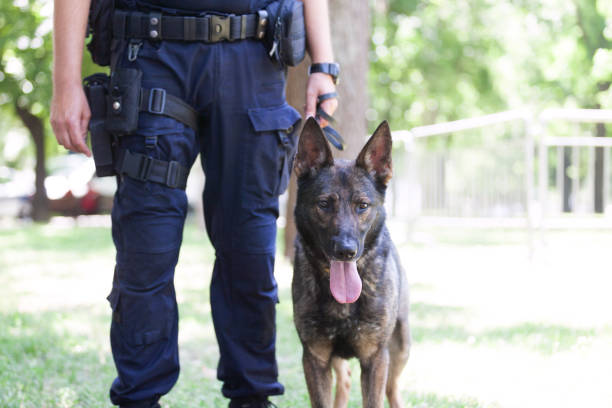 poliziotto con cane poliziotto belga malinois - belgian shepherd foto e immagini stock