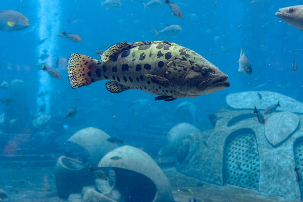 istock Mycteroperca rosacea (leopard grouper) in the large aquarium is a grouper from the Eastern Central Pacific. It grows to a size of 86 cm in length. Sanya, Hainan, China. 1203400233
