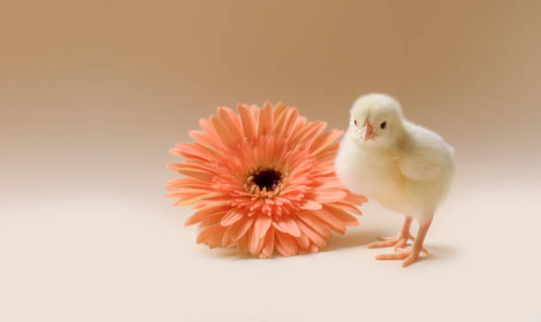 immagine di un pollo appena nato e soffici sullo sfondo di un fiore di gerbera. - baby chicken human hand young bird bird foto e immagini stock