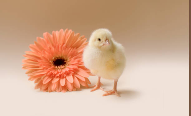 immagine di un pollo appena nato e soffici sullo sfondo di un fiore di gerbera. - baby chicken human hand young bird bird foto e immagini stock