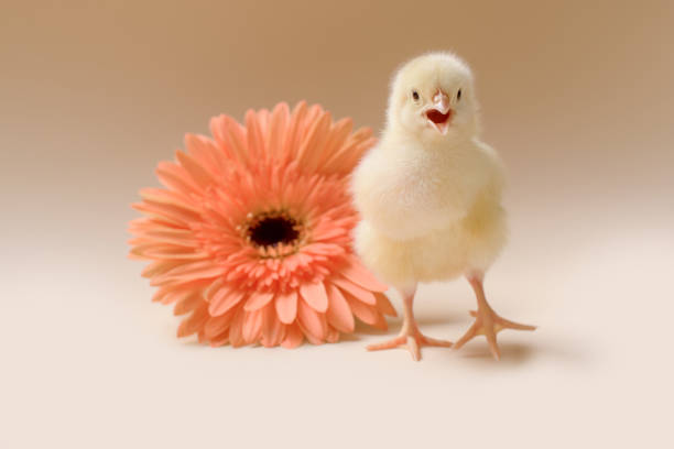 image d'un poulet naissant pelucheux nouveau-né sur l'arrière-plan d'une fleur de gerbera. - baby chicken human hand young bird bird photos et images de collection