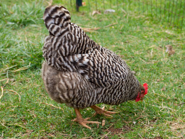 istock Plymouth Rock free range chickens foraging 1203400282