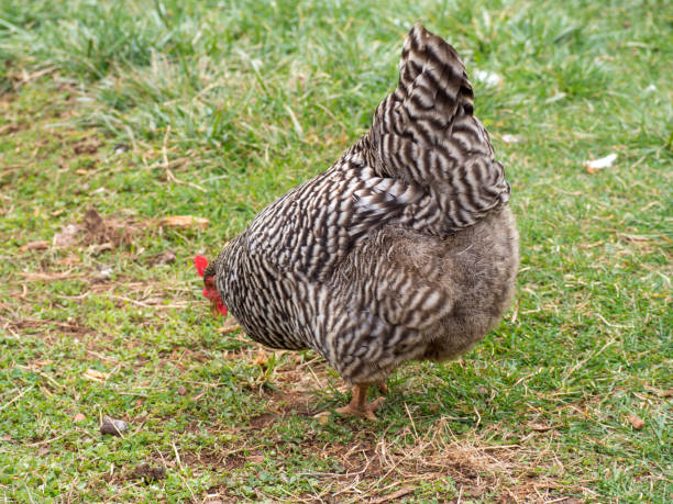 istock Plymouth Rock free range chickens foraging 1203400328