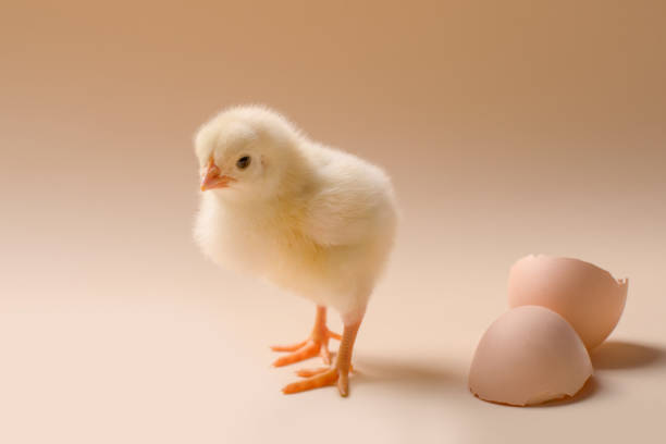 istock Image of a newborn fluffy fledgling chicken next to the eggshell. 1203400335