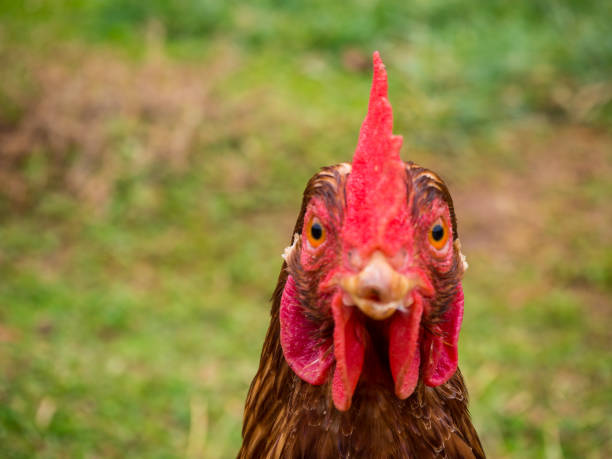 istock Close up of a Rhode Island Red free range chicken 1203400403