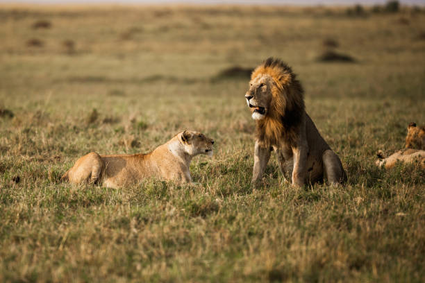 istock Lion and lioness 1203402104