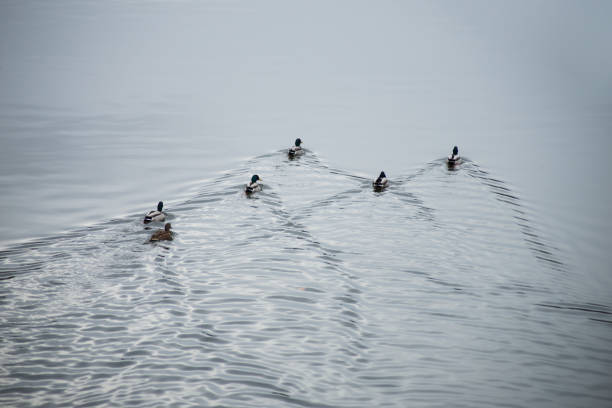 istock mallards ducks swimming in the river on top view 1203402196