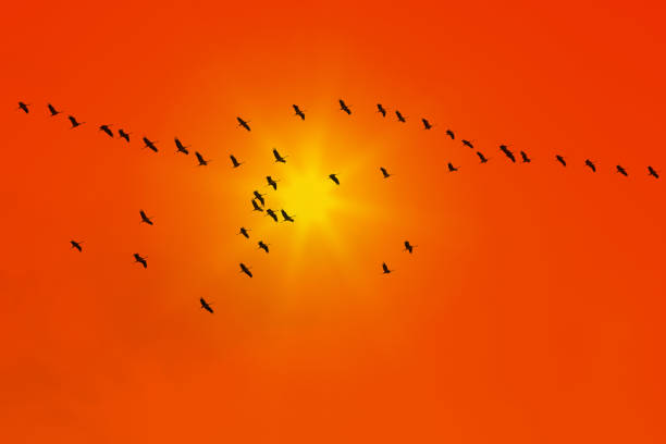 istock Beautiful view of common cranes fly 1203402254