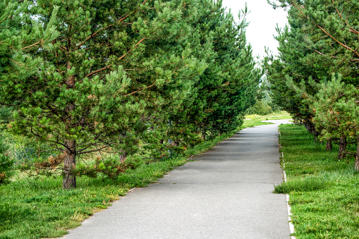 Fir tree alley.