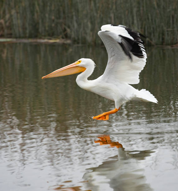 istock White Pelican Landing On Pond 1203402475