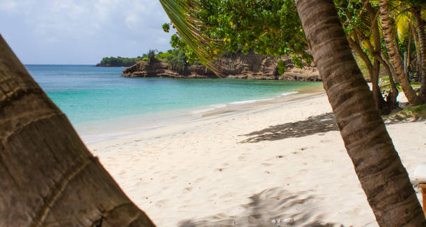 Beautiful Tropical Trees on a Tropical Beach stock photo