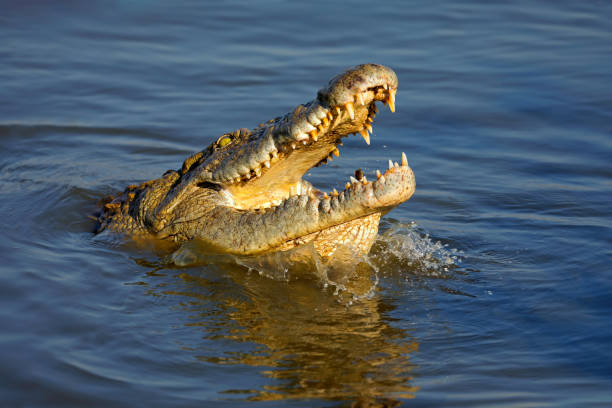 cocodrilo del nilo (crocodylus niloticus) con mandíbulas abiertas, parque nacional kruger, sudáfrica - animal jaw bone fotografías e imágenes de stock