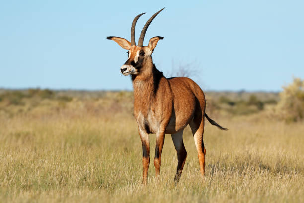 редкая антилопа роан (hippotragus equinus) в естественной среде обитания, южная африка - equinus стоковые фото и изображения