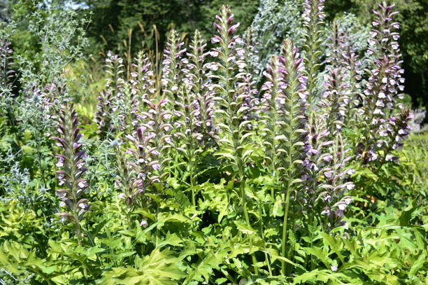istock Acanthus mollis with lilac flowers 1203410136