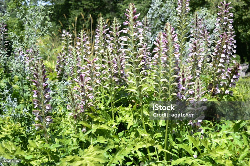 Acanthus Mollis With Lilac Flowers Stock Photo - Download Image Now - Bear's  Breeches, Gardening, Introduced Species - iStock