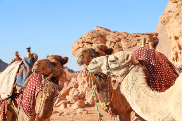 istock Tree cute smiling camels in Wadi Rum desert 1203411005