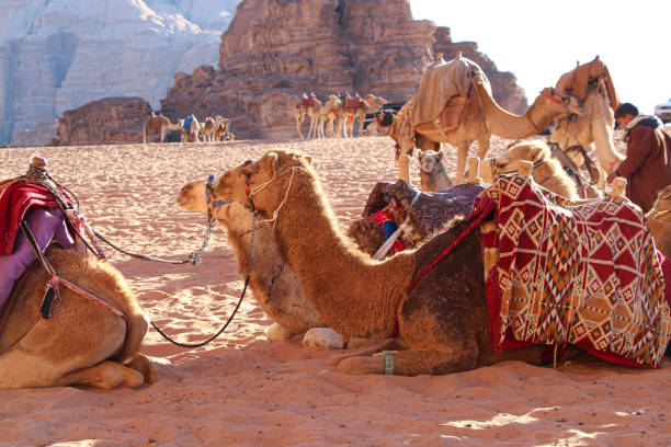 istock Camel caravan rests on the sand in Wadi Rum desert in Jordan 1203411068