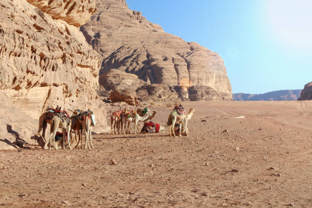 istock Camel caravan rests on the sand in Wadi Rum desert in Jordan 1203411070