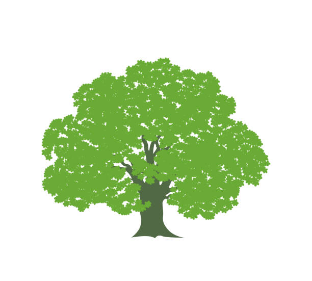 illustrations, cliparts, dessins animés et icônes de logo d'arbre de chêne. chêne d'isolement sur le fond blanc - chestnut tree leaf tree white background