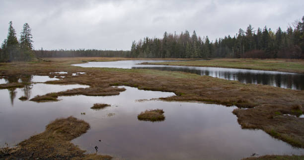 istock Bog in Acadia National Park 1203415249